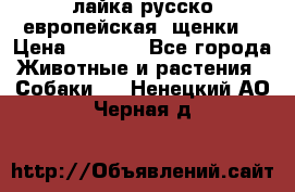 лайка русско-европейская (щенки) › Цена ­ 5 000 - Все города Животные и растения » Собаки   . Ненецкий АО,Черная д.